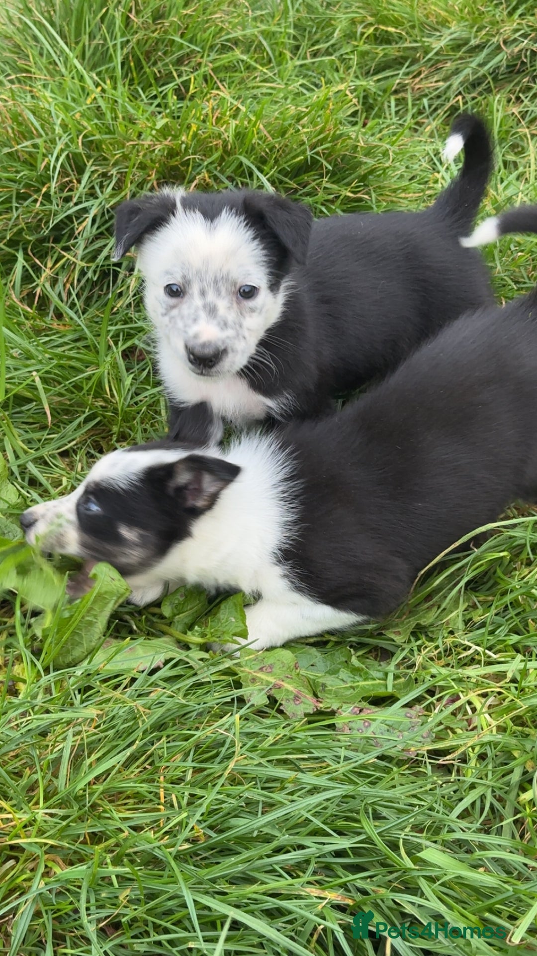 Border Collie dogs for sale: Border collie pups - Image 15
