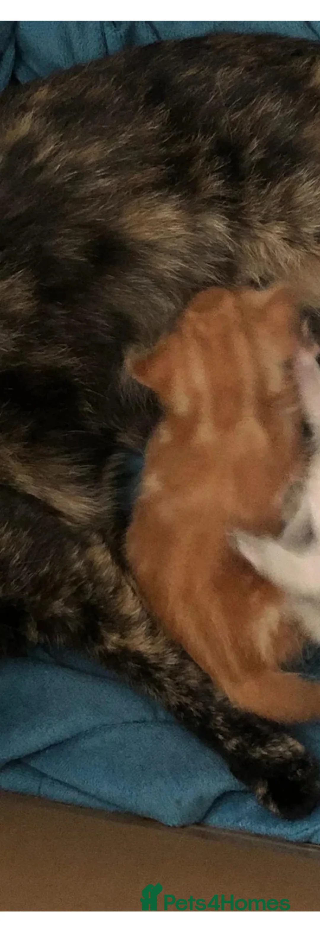 Domestic Shorthair cats for sale: Female ginger tabby in Witney - Advert 2