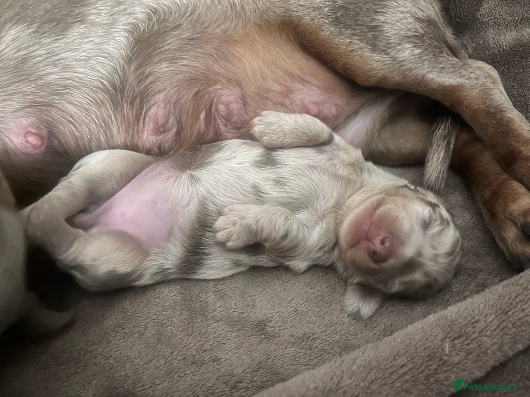 Miniature Dachshund dogs for sale: 🖤🐶Beautiful Miniature Dachshund Puppies🖤🐶!! - Image 38