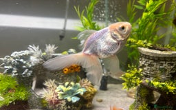 Goldfish fish for sale: Rehoming  - Advert 2