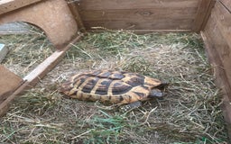 Hermann Tortoise reptiles for sale: Forever Home for a female tortoise 8 years old  - Image 2