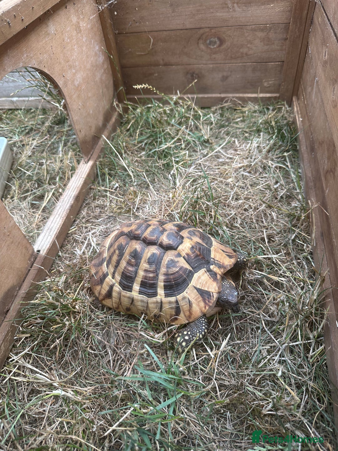 Hermann Tortoise reptiles for sale: Forever Home for a female tortoise 8 years old  - Image 2