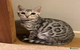 Bengal cats for sale: Re home  - Image 3