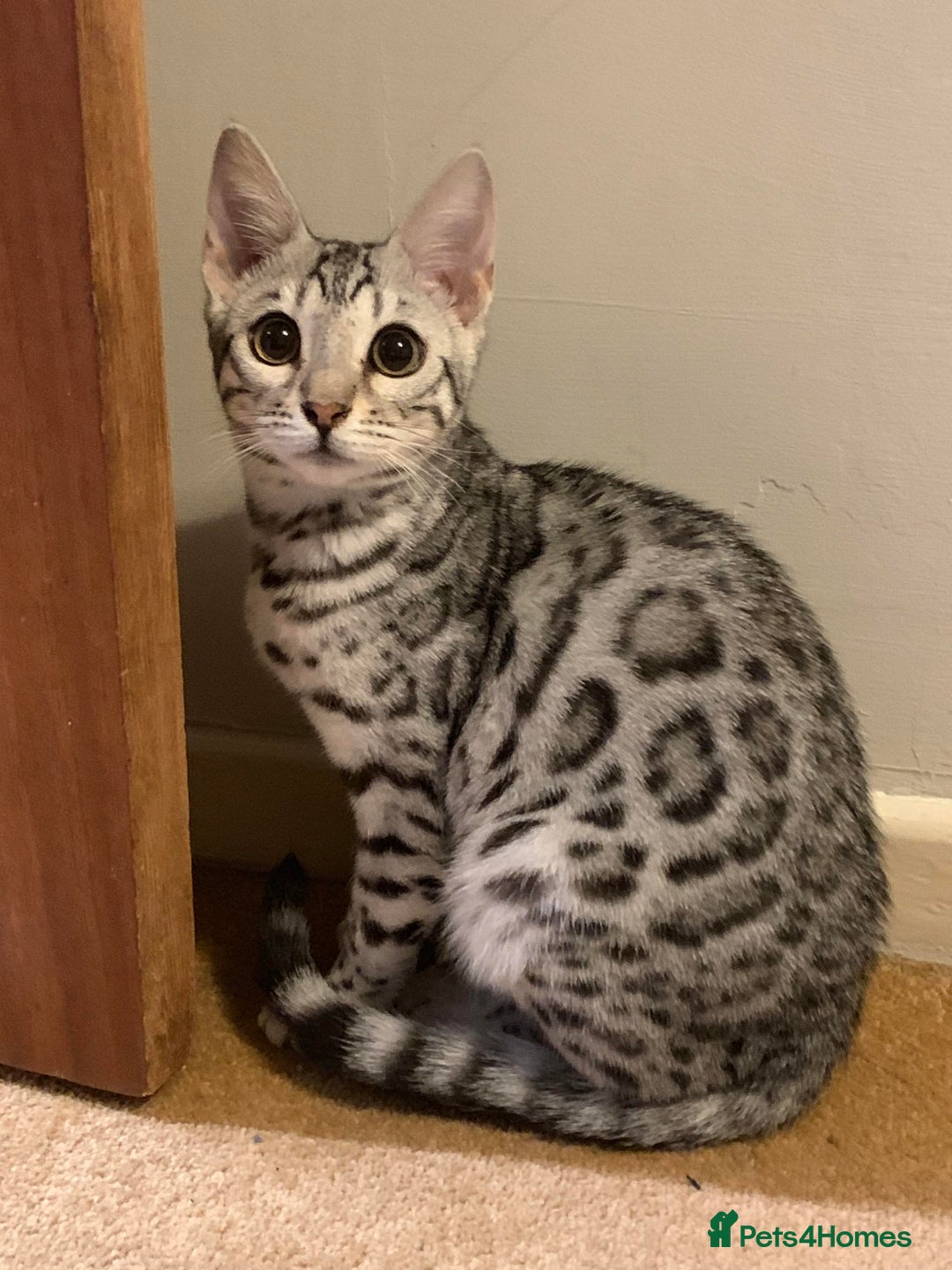 Bengal cats for sale: Re home  - Image 3