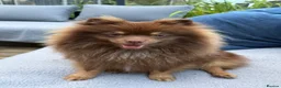 Pomeranian dogs for sale: For sale one stunning chocolate & tan boy  - Advert 4