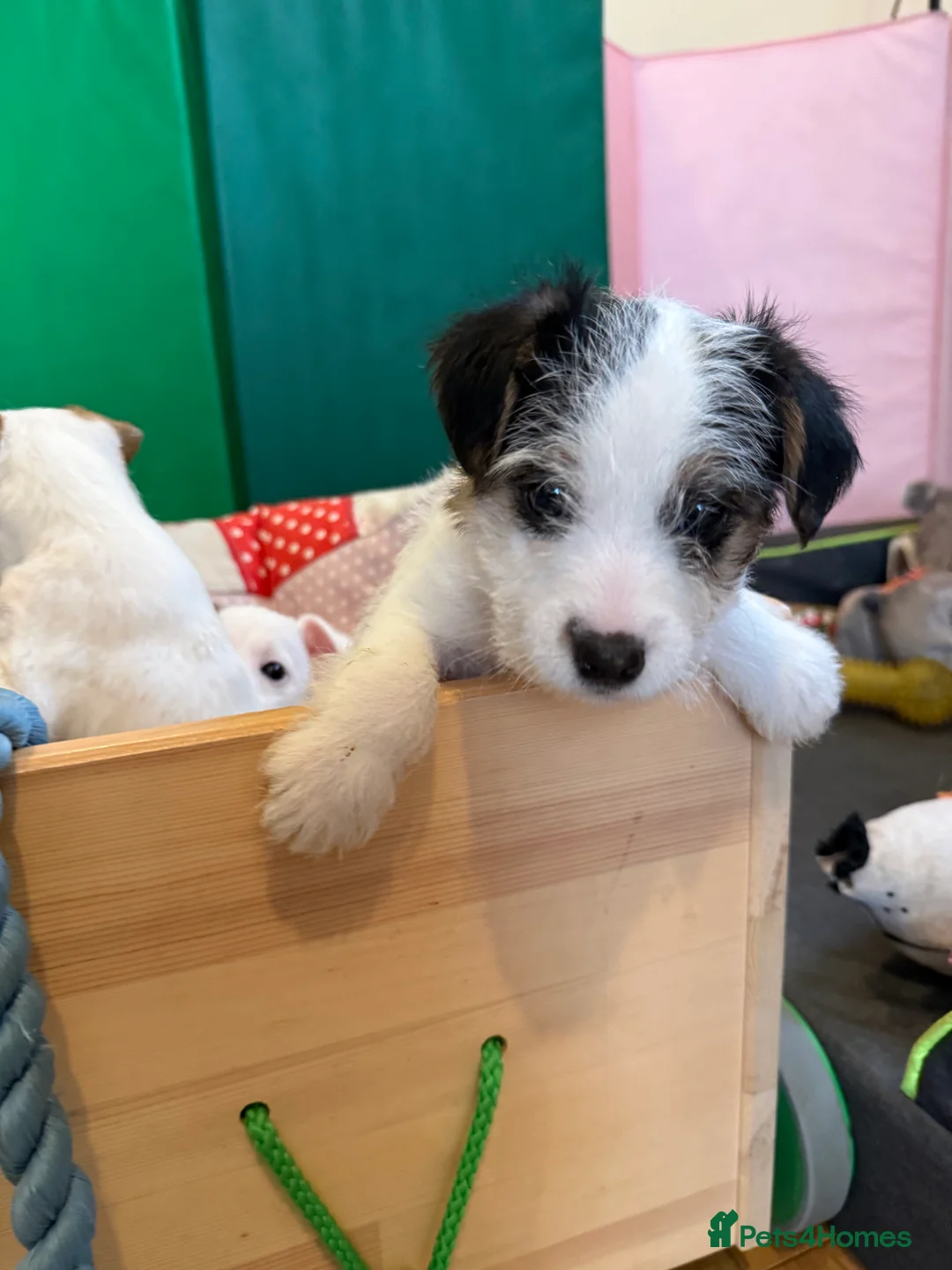 Parson Russell dogs for sale: Parson Russell Terrier - Advert 8