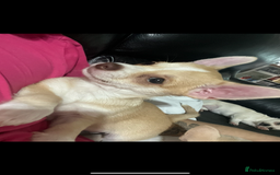 Chihuahua dogs for sale: 3 small chihuahua puppies  - Image 33