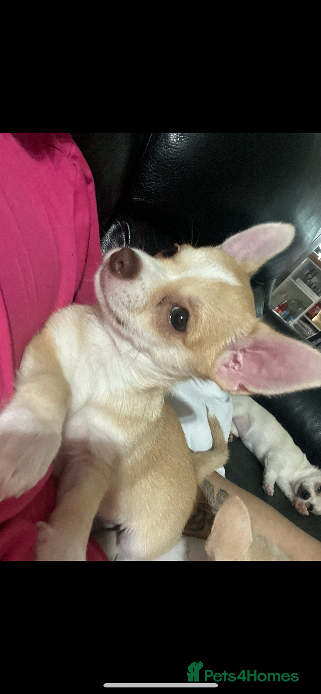 Chihuahua dogs for sale: 3 small chihuahua puppies  - Image 33