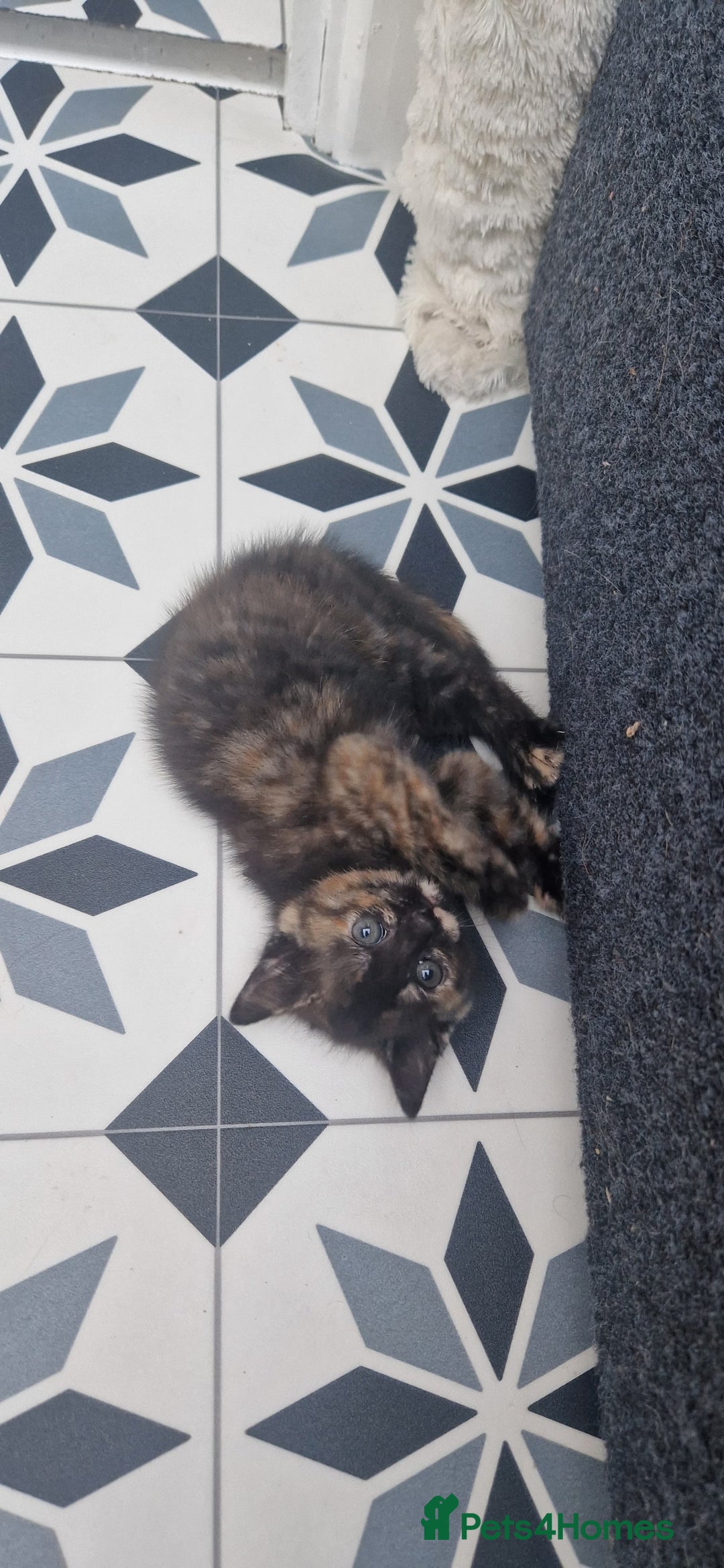 Mixed Breed cats for sale: 5 little kittens(2 calico girls +3 ginger males)  - Advert 10