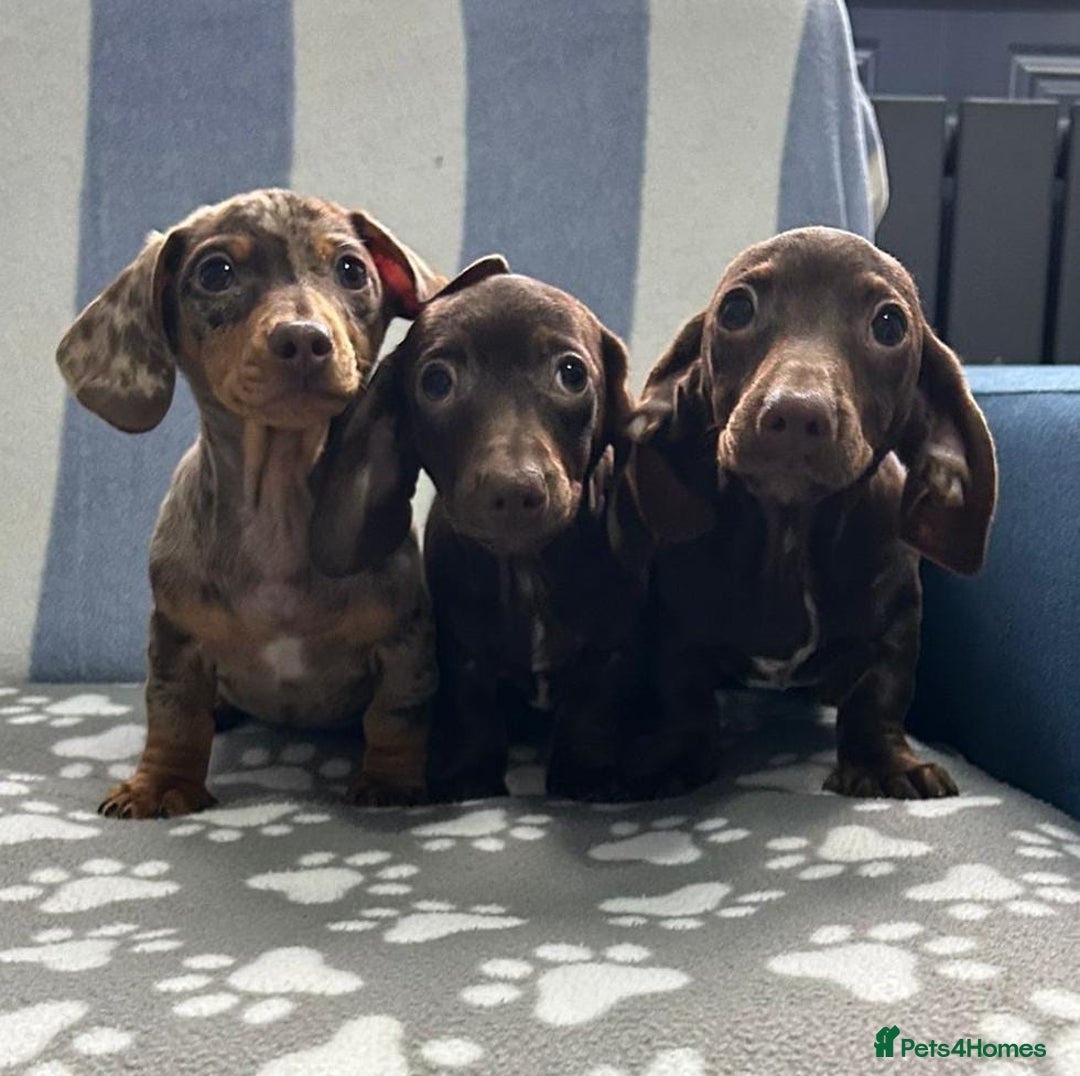 Miniature Dachshund dogs for sale: LITTER SMOOTH MINIATURE DAXIS PRACLR KC REG - Advert 1