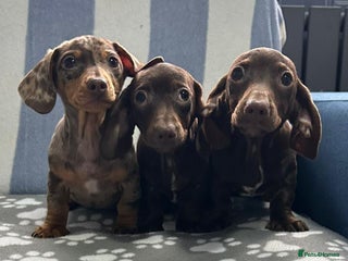 Miniature Dachshund dogs LITTER SMOOTH MINIATURE DAXIS PRACLR KC REG - Advert 1
