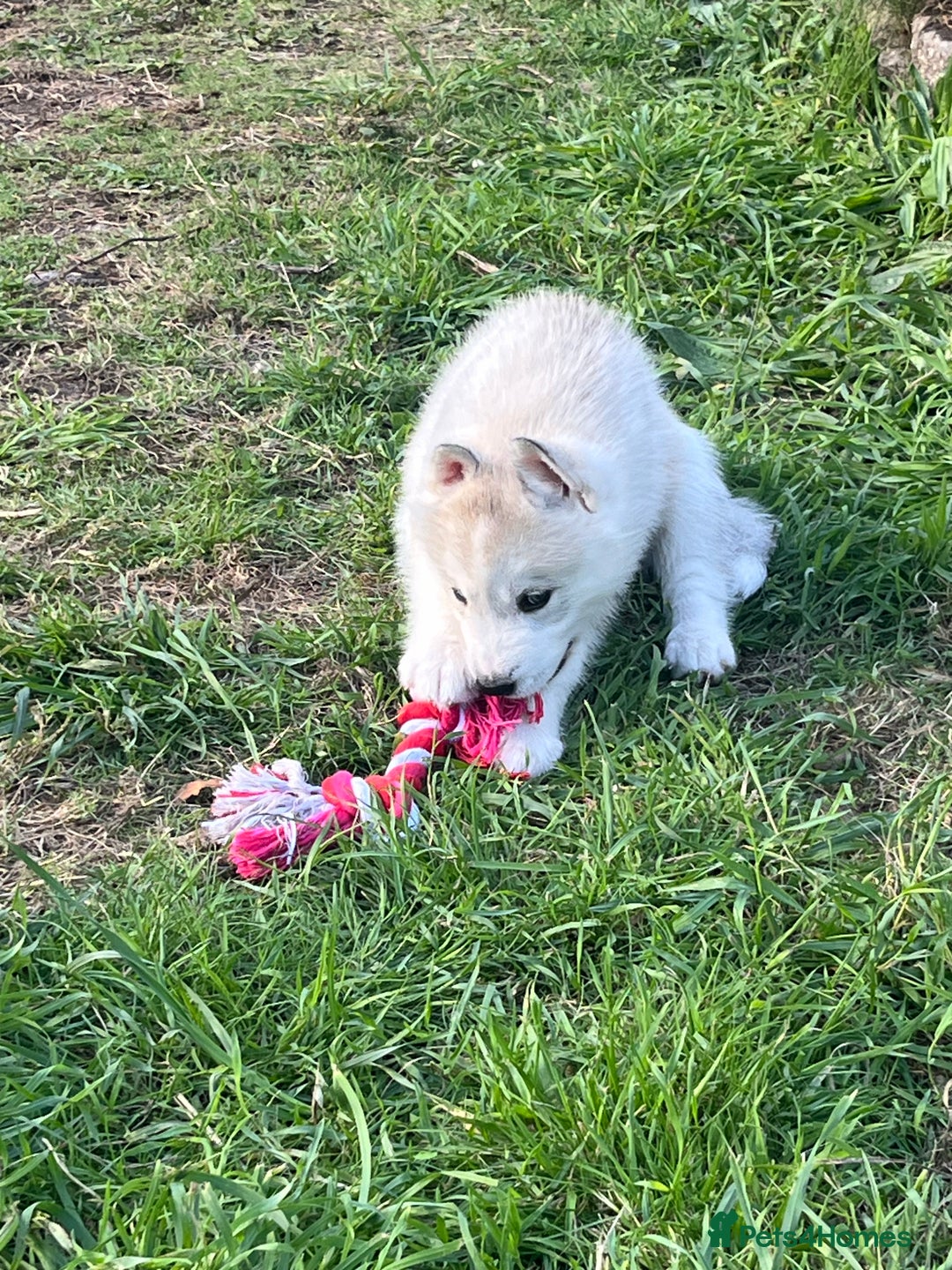 Siberian Husky dogs for sale: Siberian husky puppies  - Image 3