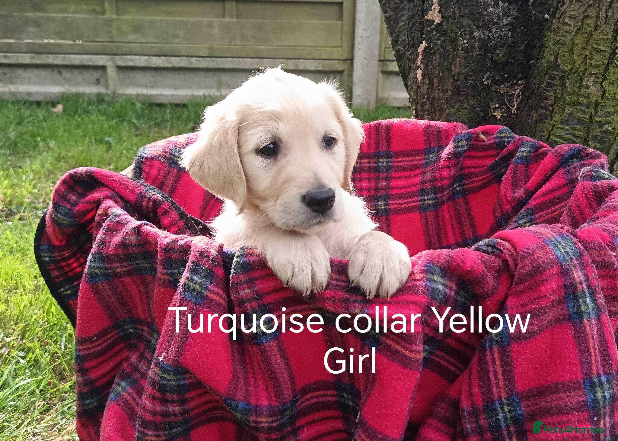 Goldador dogs **2 Little Girls** Goldador Puppies For Sale  - Advert 1