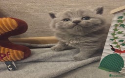 British Shorthair cats for sale: 🐾 Beautiful 7 British Shorthair Kittens 🐾  - Advert 8