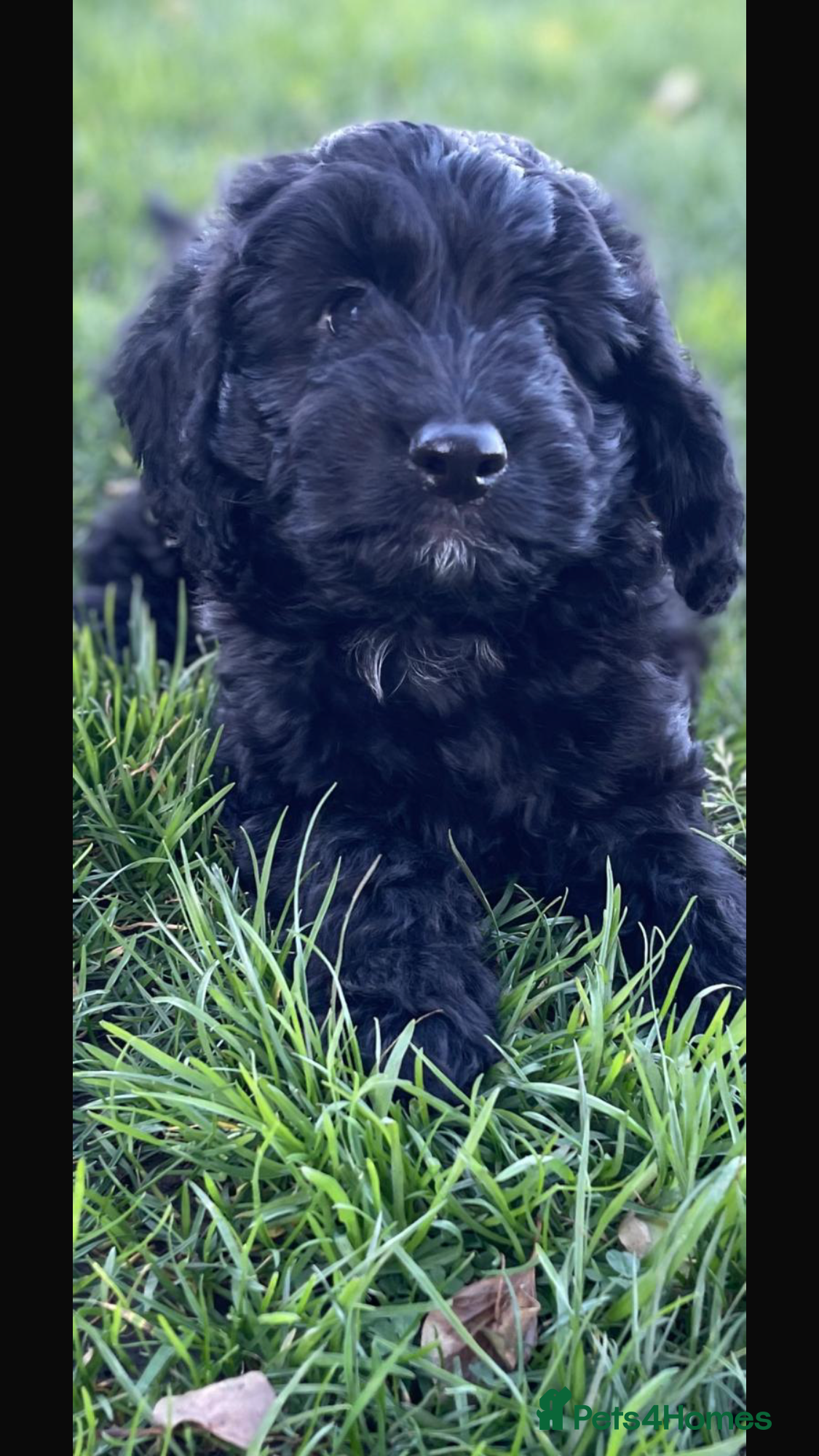 Cockapoo dogs F1 Cockapoo’s - Advert 16