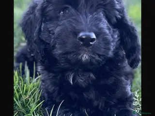 Cockapoo dogs F1 Cockapoo’s - Advert 16