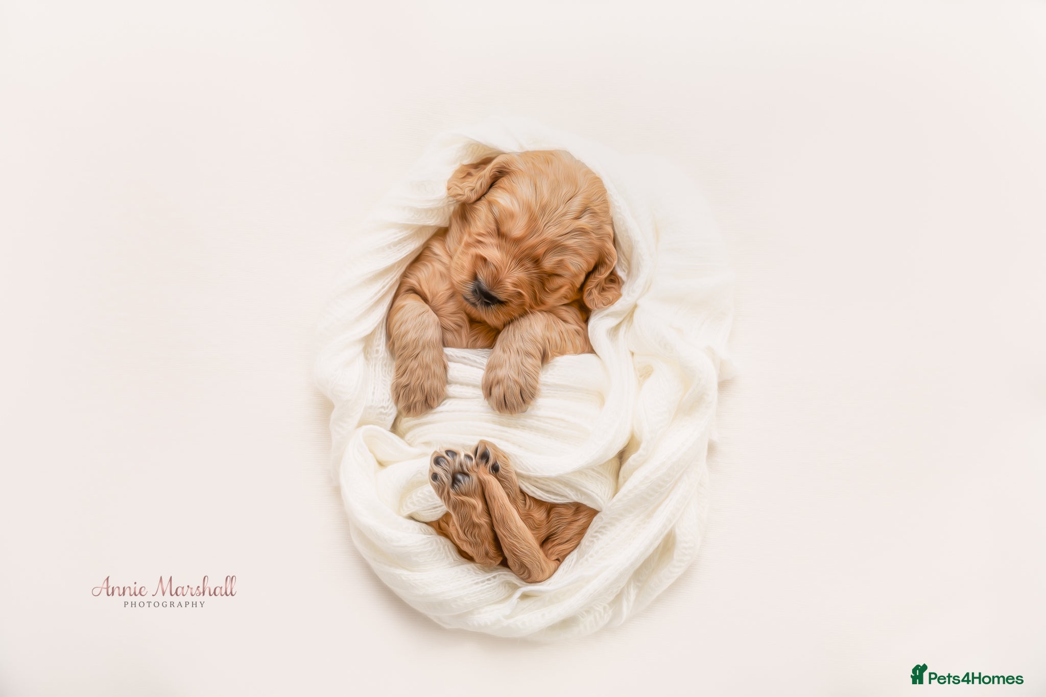 Mini Goldendoodle dogs F1 Health Tested - POLICE Dog Trainer / 5* BREEDER - Advert 2