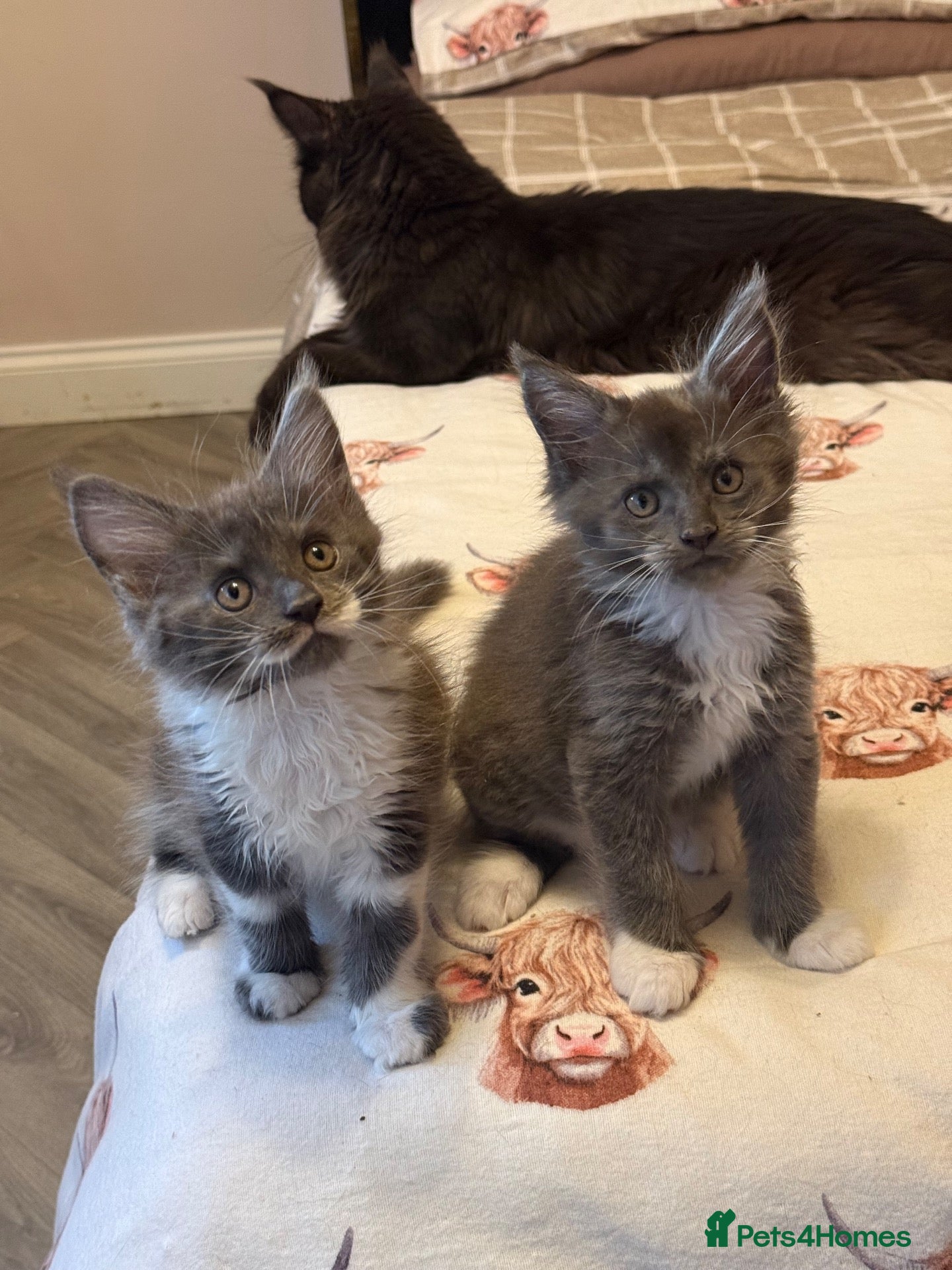 Maine Coon cats Stunning Maine Coon Litter Of Kittens  - Advert 5
