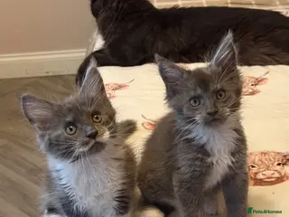 Maine Coon cats Stunning Maine Coon Litter Of Kittens - Advert 5