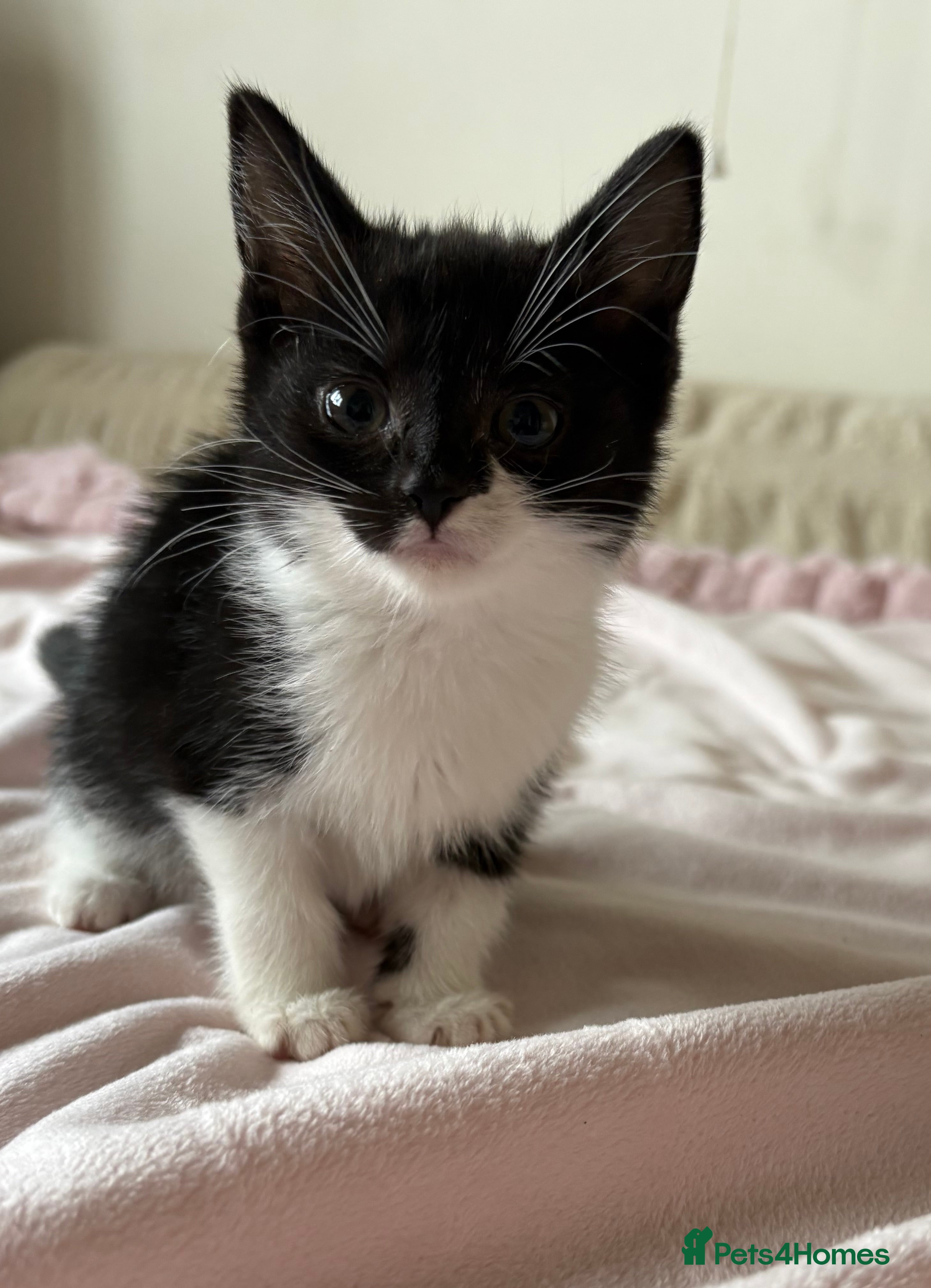 Mixed Breed cats Maine Coon Cross Kittens  - Advert 1