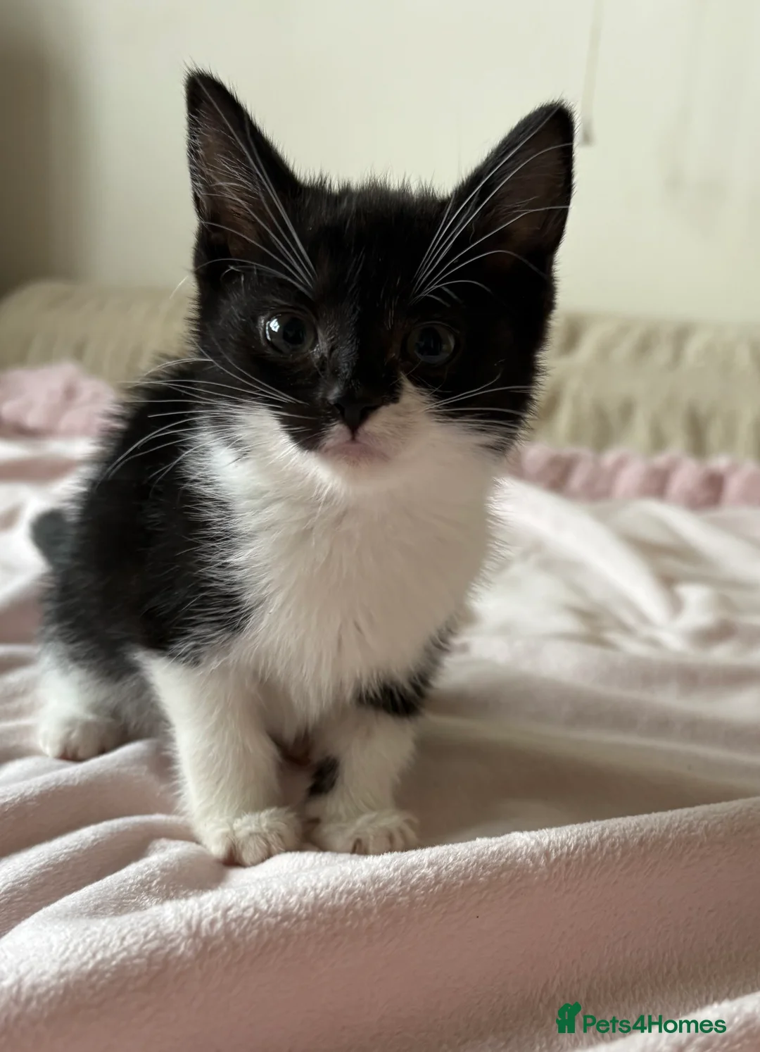 Mixed Breed cats for sale: Maine Coon Cross Kittens  - Advert 1