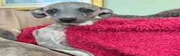 Mixed Breed dogs for sale: Stunning Wiggy’s Italian greyhound x whippet  - Advert 13