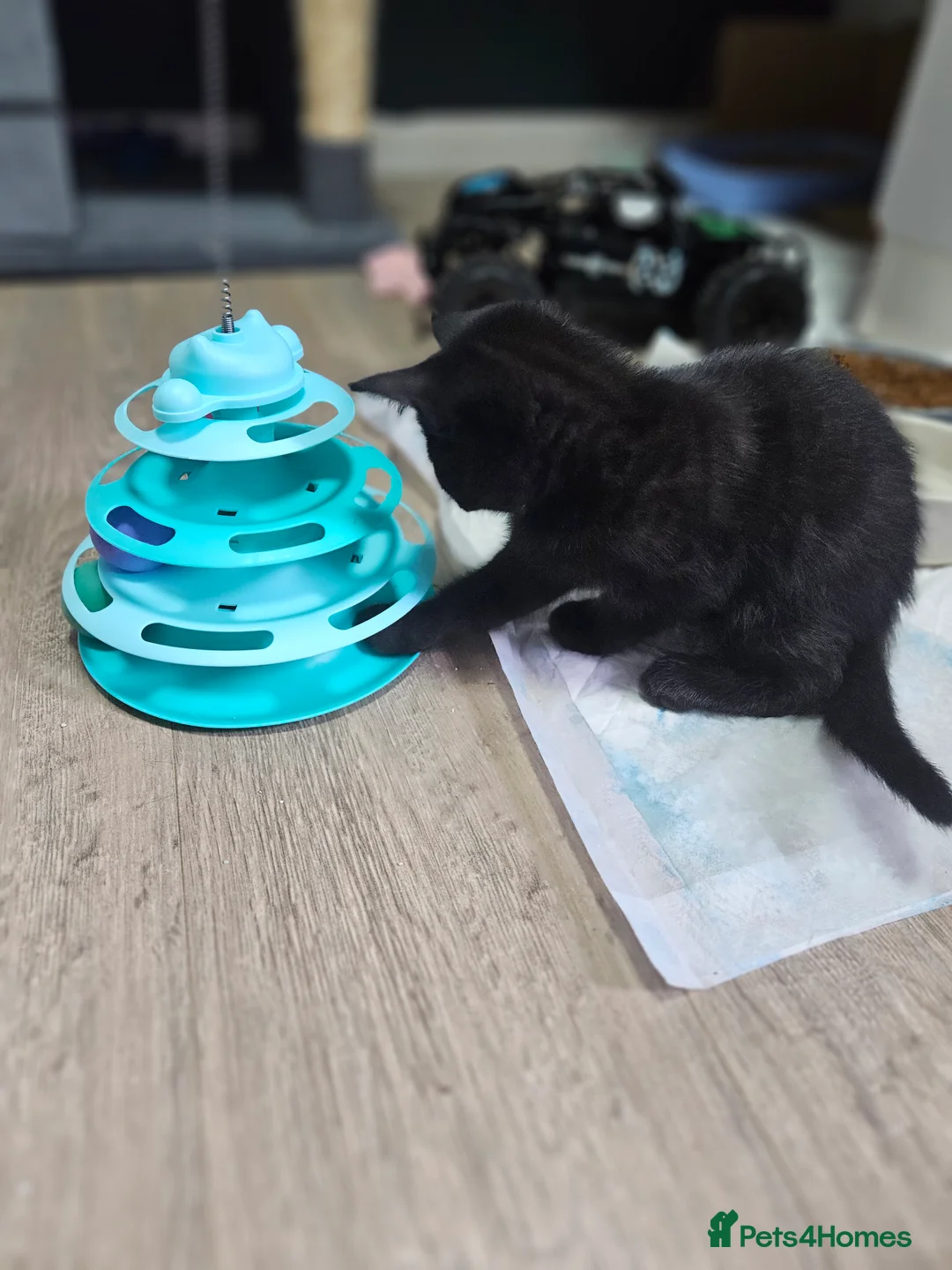 Mixed Breed cats for sale: mixed breed kittens - Advert 1