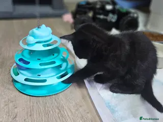 Mixed Breed cats mixed breed kittens - Advert 3