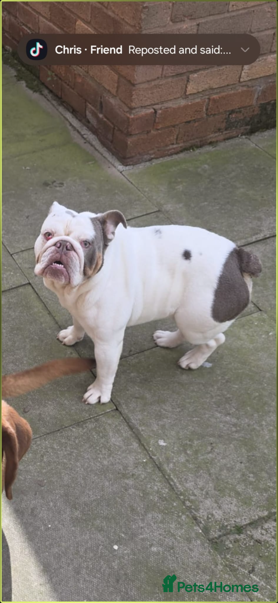 English Bulldog dogs British bulldog male 14 months old  - Advert 10
