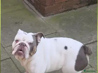 English Bulldog dogs British bulldog male 14 months old - Advert 5