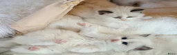 Ragdoll cats for sale: Champion pedigree Chucky Ragdoll babies  - Advert 21