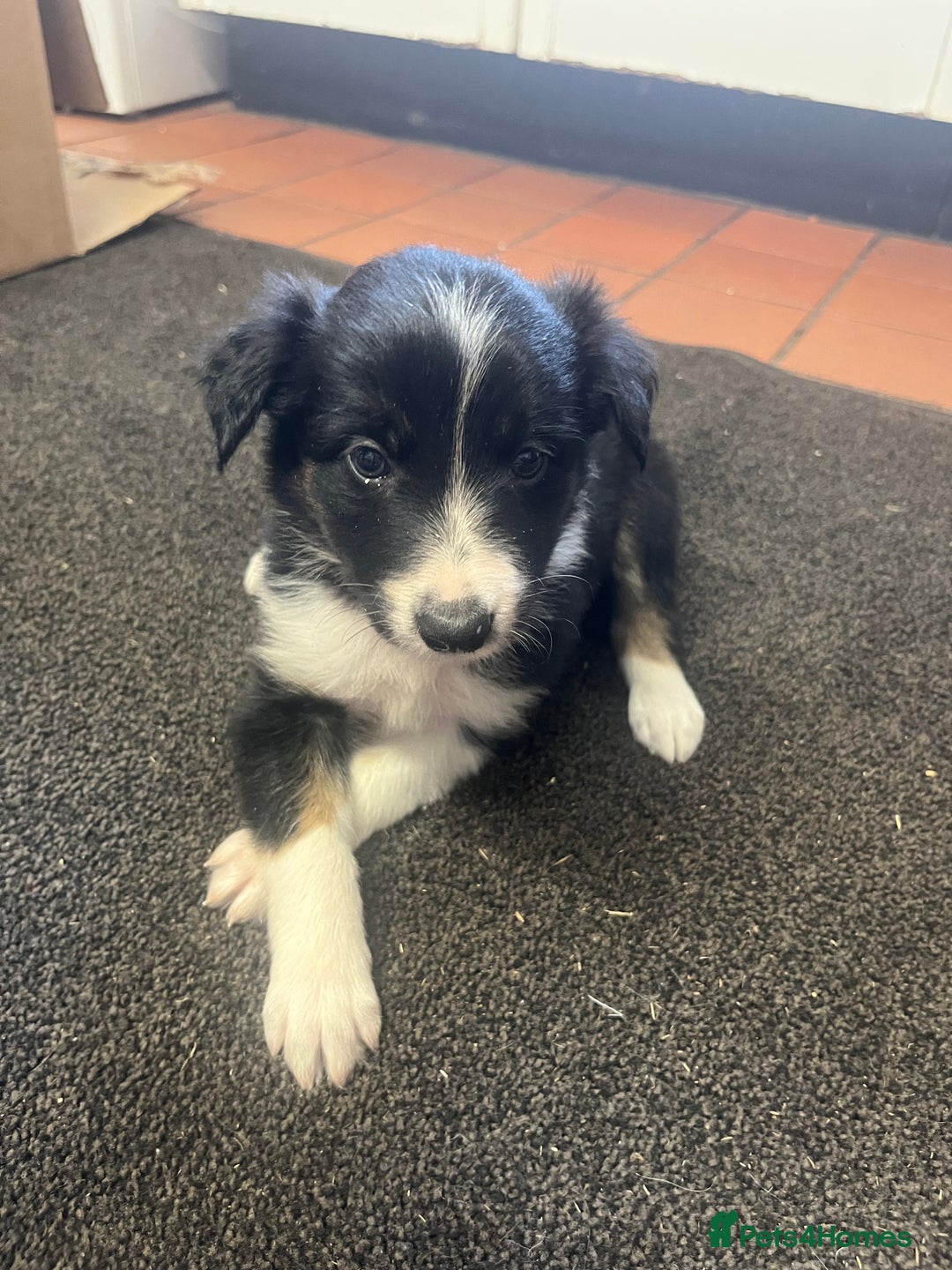 Border Collie dogs for sale: 7 collie puppies available end of October  - Image 9