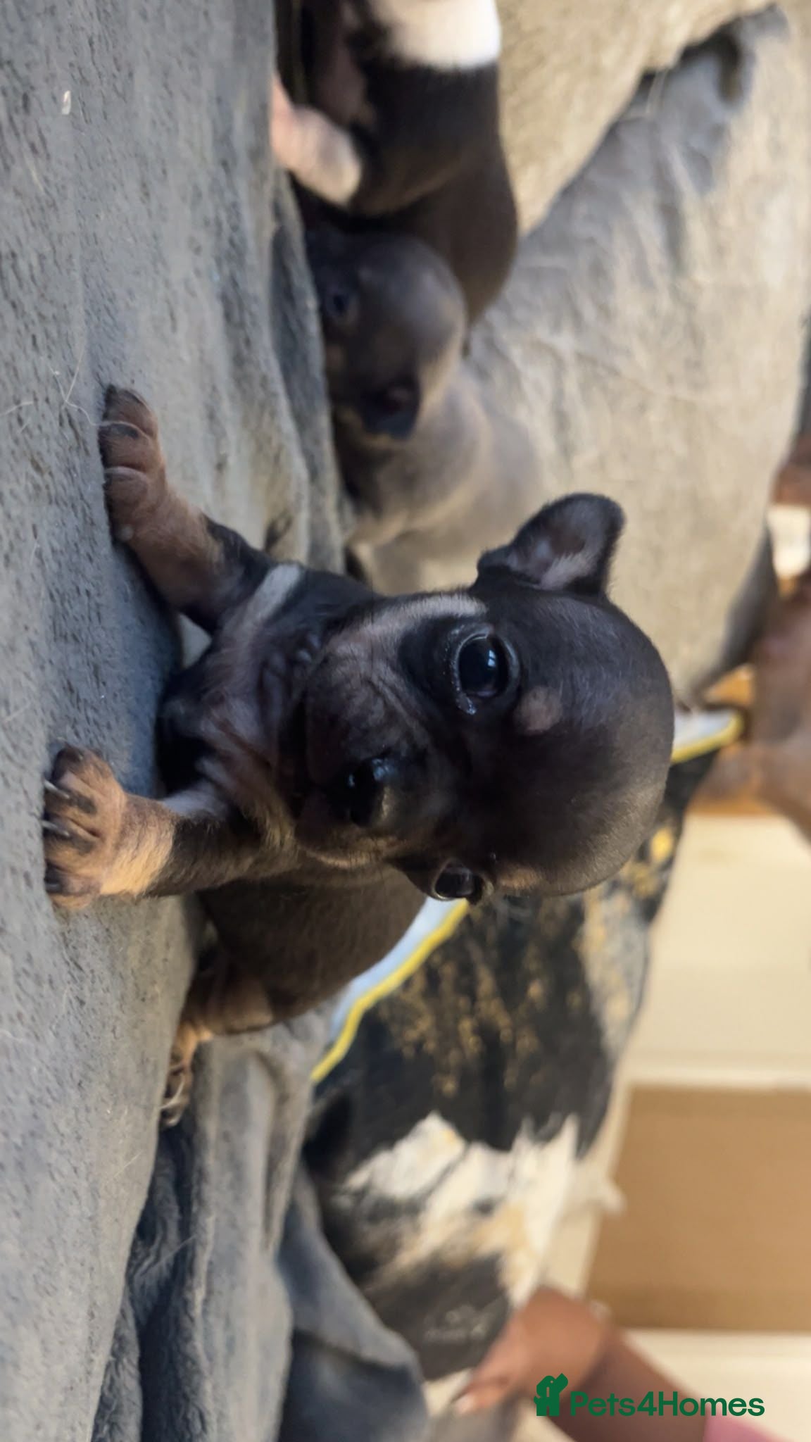 Chihuahua dogs Tiny stunning chihuahua puppies - Advert 1