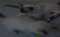 Ragdoll cats for sale: Ragdoll kittens for sale - Image 12