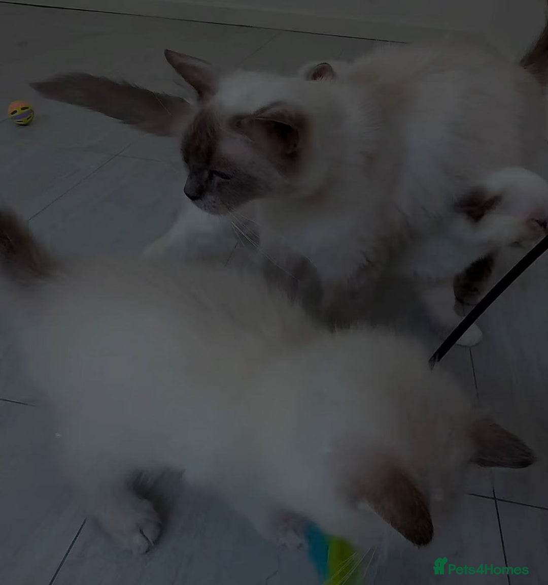 Ragdoll cats for sale: Ragdoll kittens for sale - Image 12
