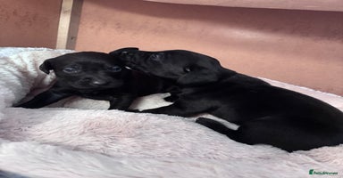 Mixed Breed dogs - Advert 7