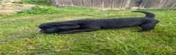 Labrador Retriever dogs for sale: Beautiful KC Labrador Puppies - Advert 4