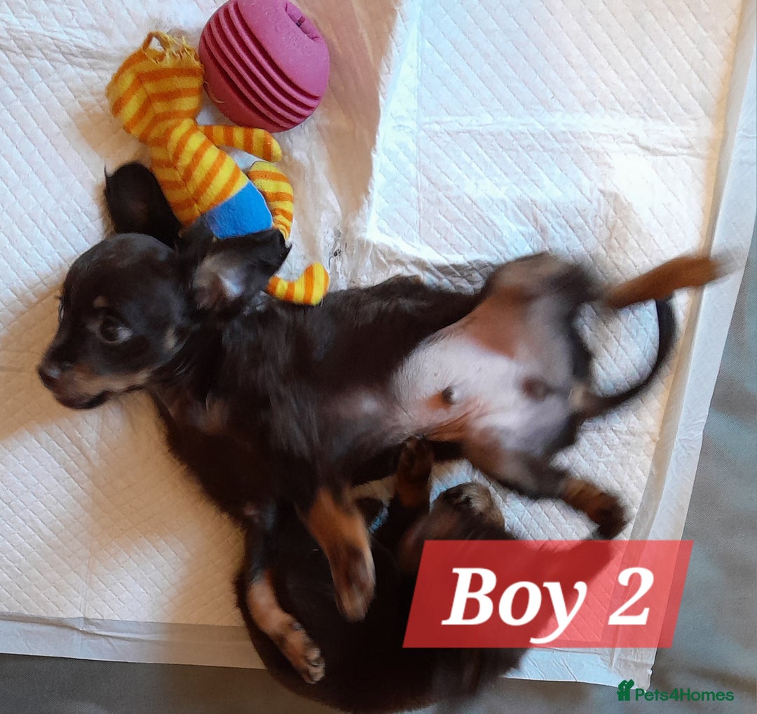 Russian Toy Terrier dogs for sale: Purebred Russian Toy long-haired - Image 8