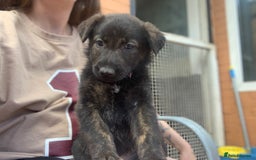 Mixed Breed dogs for sale: German Shepard X Dutch Herder Puppies - Image 21