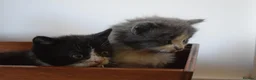 Mixed Breed cats for sale: 5 Beautiful Kittens Looking for Forever Homes - Advert 15