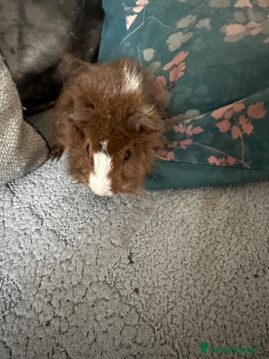 Guinea Pig rodents for sale: Guinea pigs for sale - Advert 2