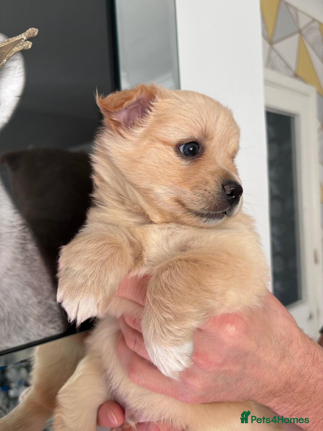 Mixed Breed dogs for sale: Italian volpino x deer head chihuahua puppies  - Advert 8