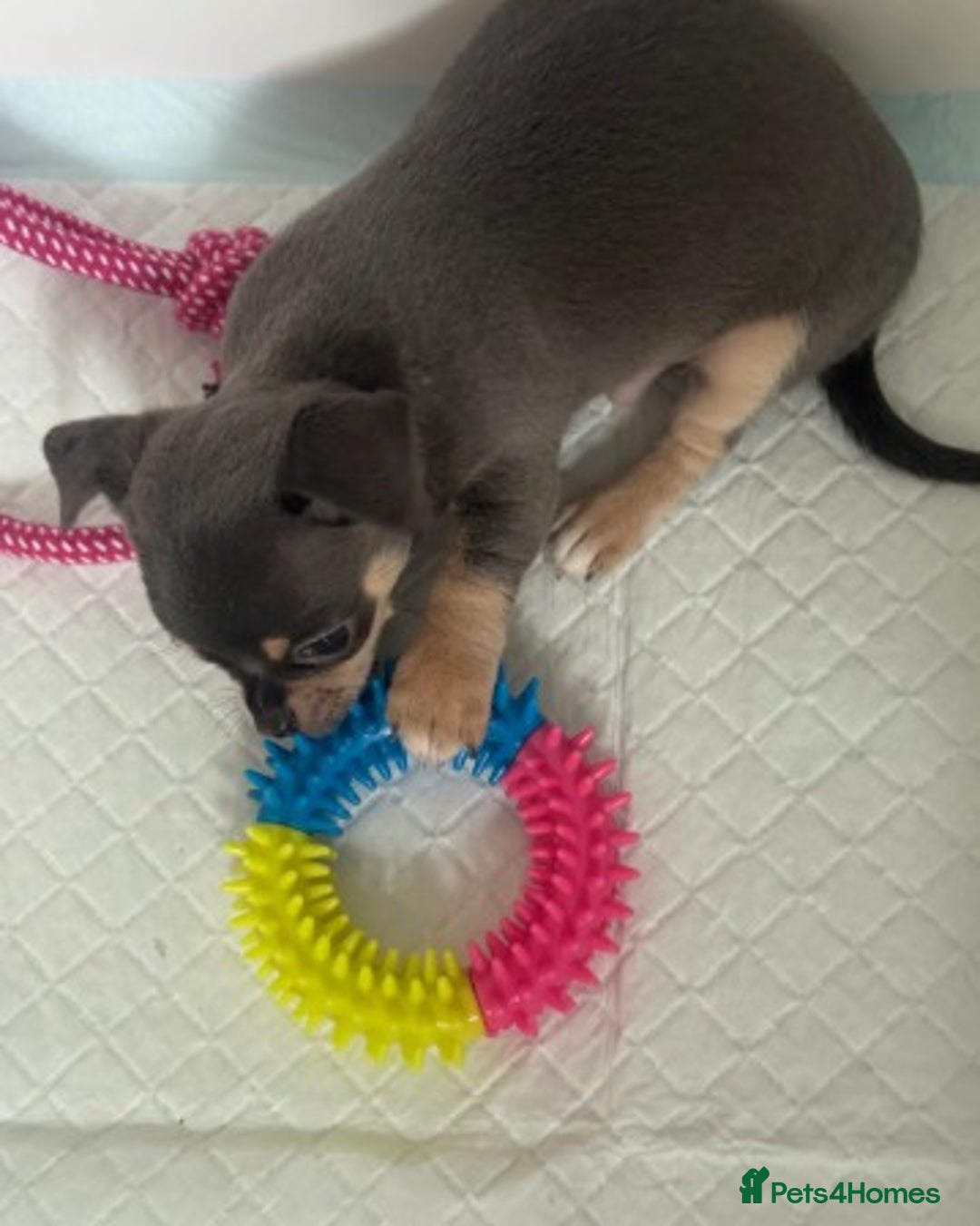 Chihuahua dogs for sale:  Stunning Blue & Lilac Tri Chihuahua Puppies  - Advert 7