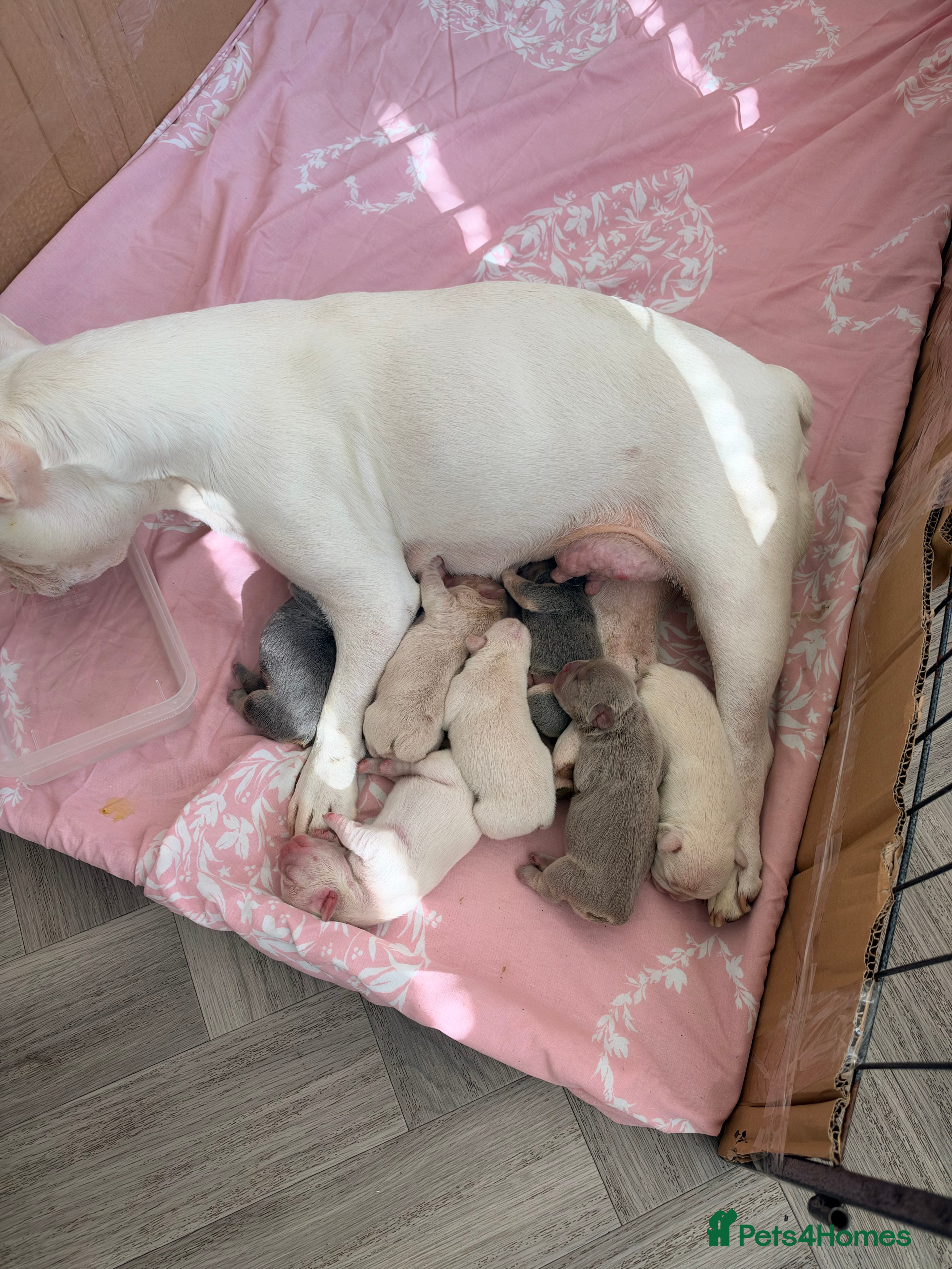 French Bulldog dogs for sale: French bulldog fluffys  - Advert 3