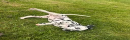 Dalmatian dogs for sale: Dalmatian puppies  - Advert 4