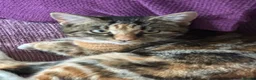 Mixed Breed cats for sale: 2 gorgeous female kittens for sale. in Eastleigh - Advert 1