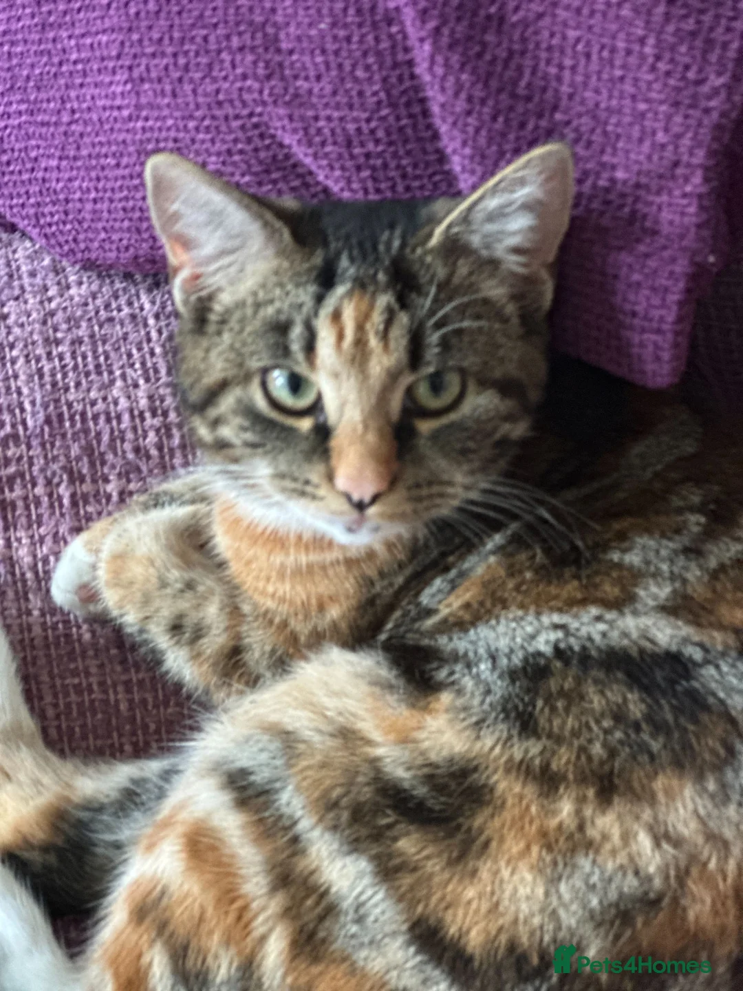 Mixed Breed cats for sale: 2 gorgeous female kittens for sale. in Eastleigh - Advert 1