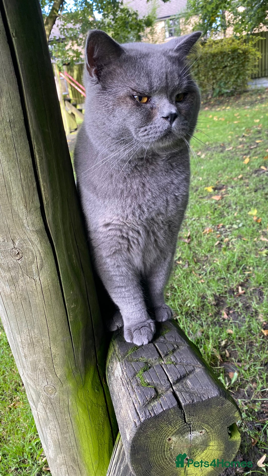 British Shorthair cats for stud: Meet Leo, Active Registered GCCF BHS Stud in Clitheroe - Advert 15