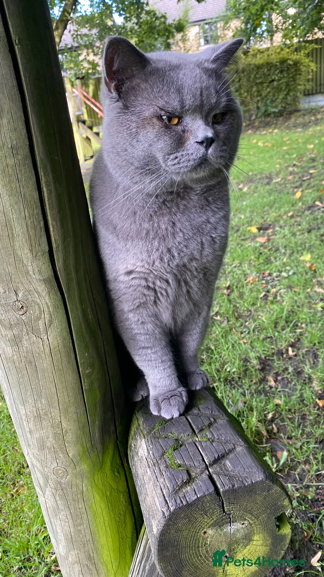 British Shorthair cats for stud: Meet Leo, Active Registered GCCF BHS Stud in Clitheroe - Advert 15