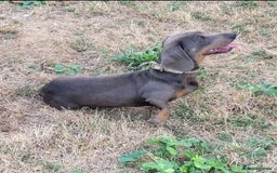 Miniature Dachshund dogs for sale: Isabella Dapple Boy left Miniature Dachshunds  - Image 9